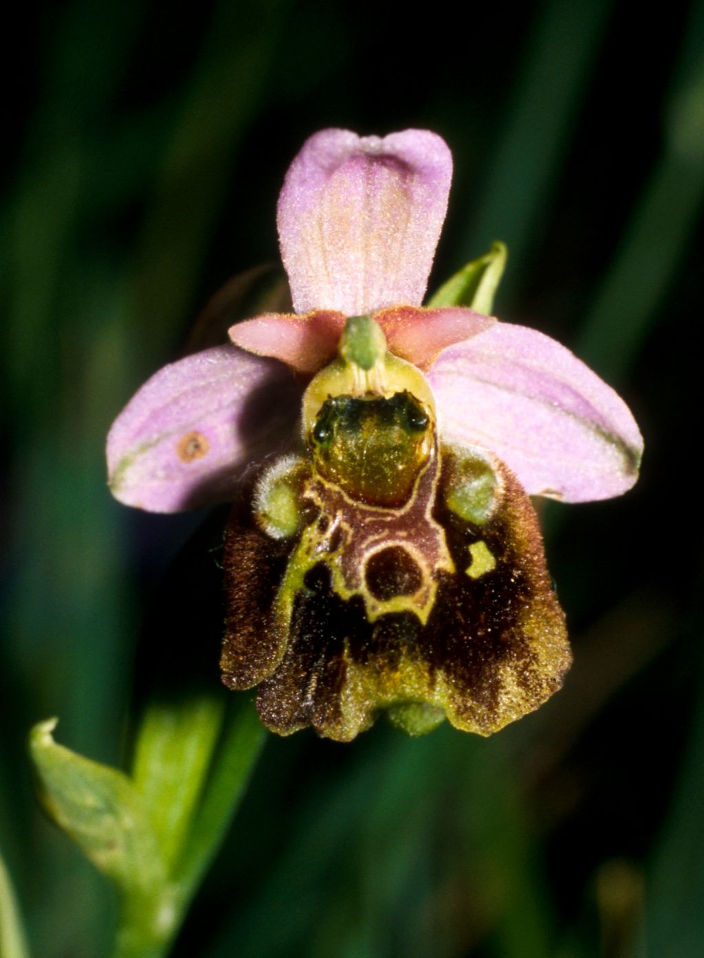 Che Ophrys ?